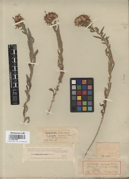 LE 00017885