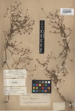 LE 00017887