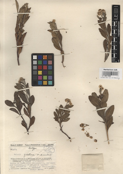 LE 00017909