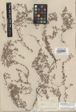 LE 00017917