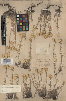 LE 00017956