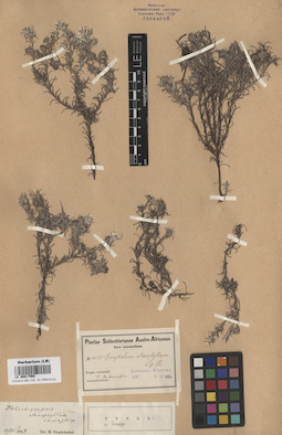 LE 00017960