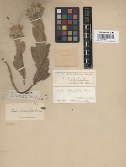 LE 00017963