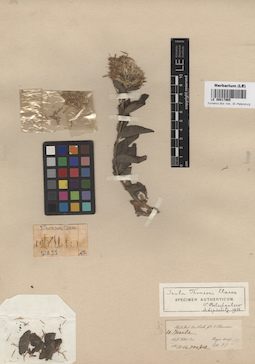 LE 00017965