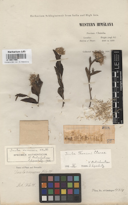 LE 00017966