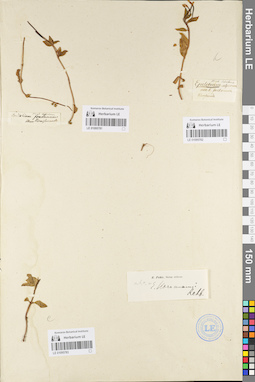 LE 01095782