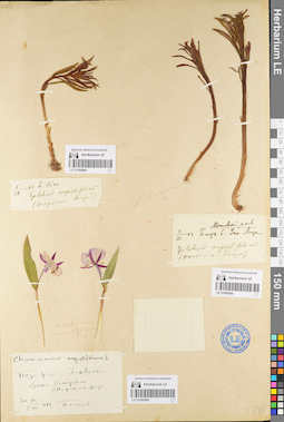 LE 01095965