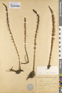 LE 01096147