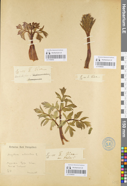 LE 01096454