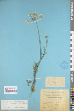 LE 01096546