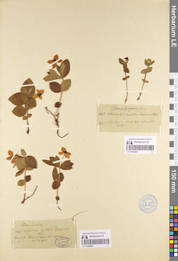 LE 01096683