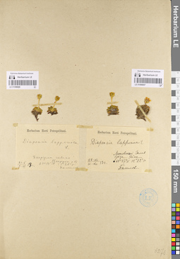 LE 01098696