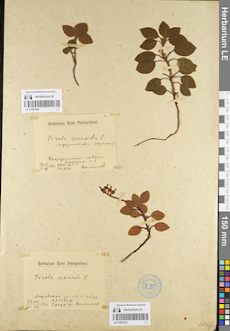 LE 01097033