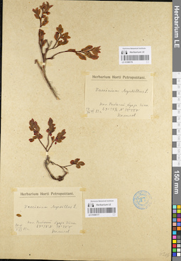 LE 01098177