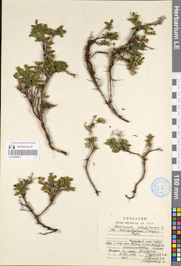 LE 01098293