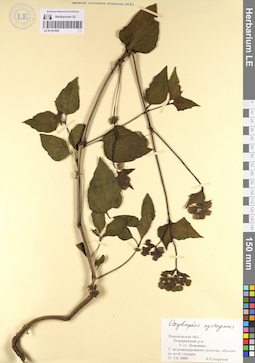 LE 01101955