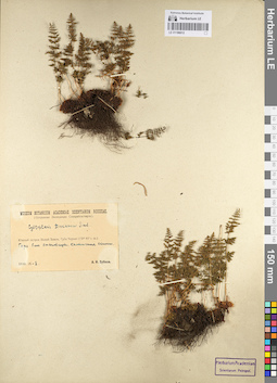 LE 01106012