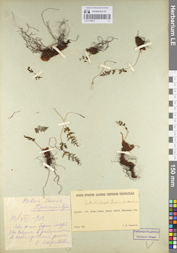 LE 01106015