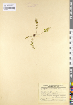 LE 01106016