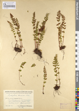LE 01106018