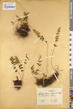 LE 01106019