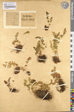 LE 01106021