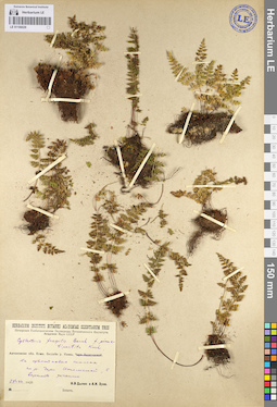 LE 01106029