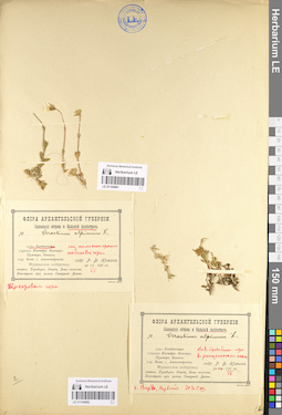 LE 01104981