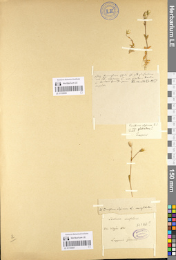 LE 01105006