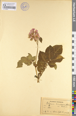 LE 01099802