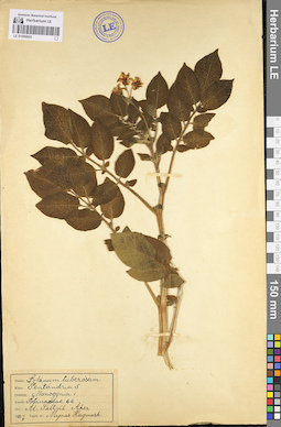 LE 01099803