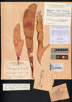 LE A0000096