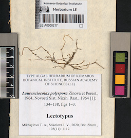 LE A0000217