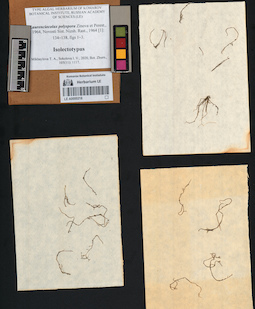 LE A0000218