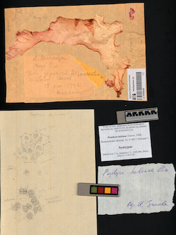 LE A0000236