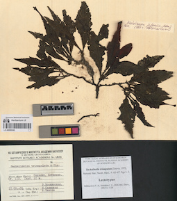 LE A0000242