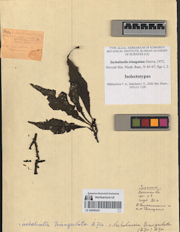 LE A0000243
