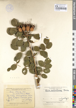 LE 01072198