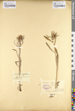 LE 01102706