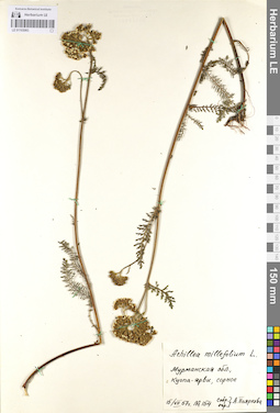 LE 01103063