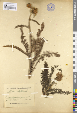LE 01103066