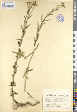 LE 01103086