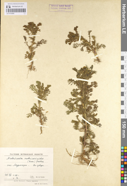 LE 01103095