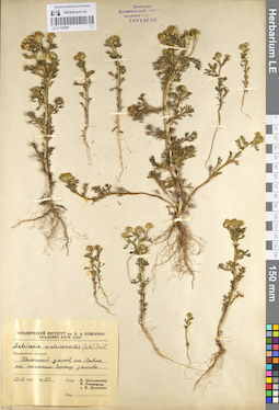 LE 01103099