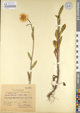 LE 01103118