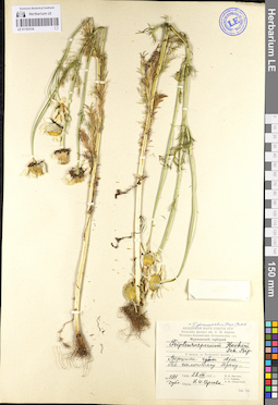 LE 01103134