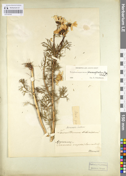 LE 01103145