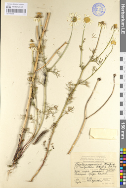 LE 01103216