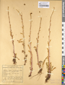 LE 01103217