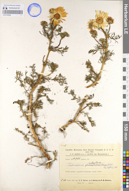 LE 01103232